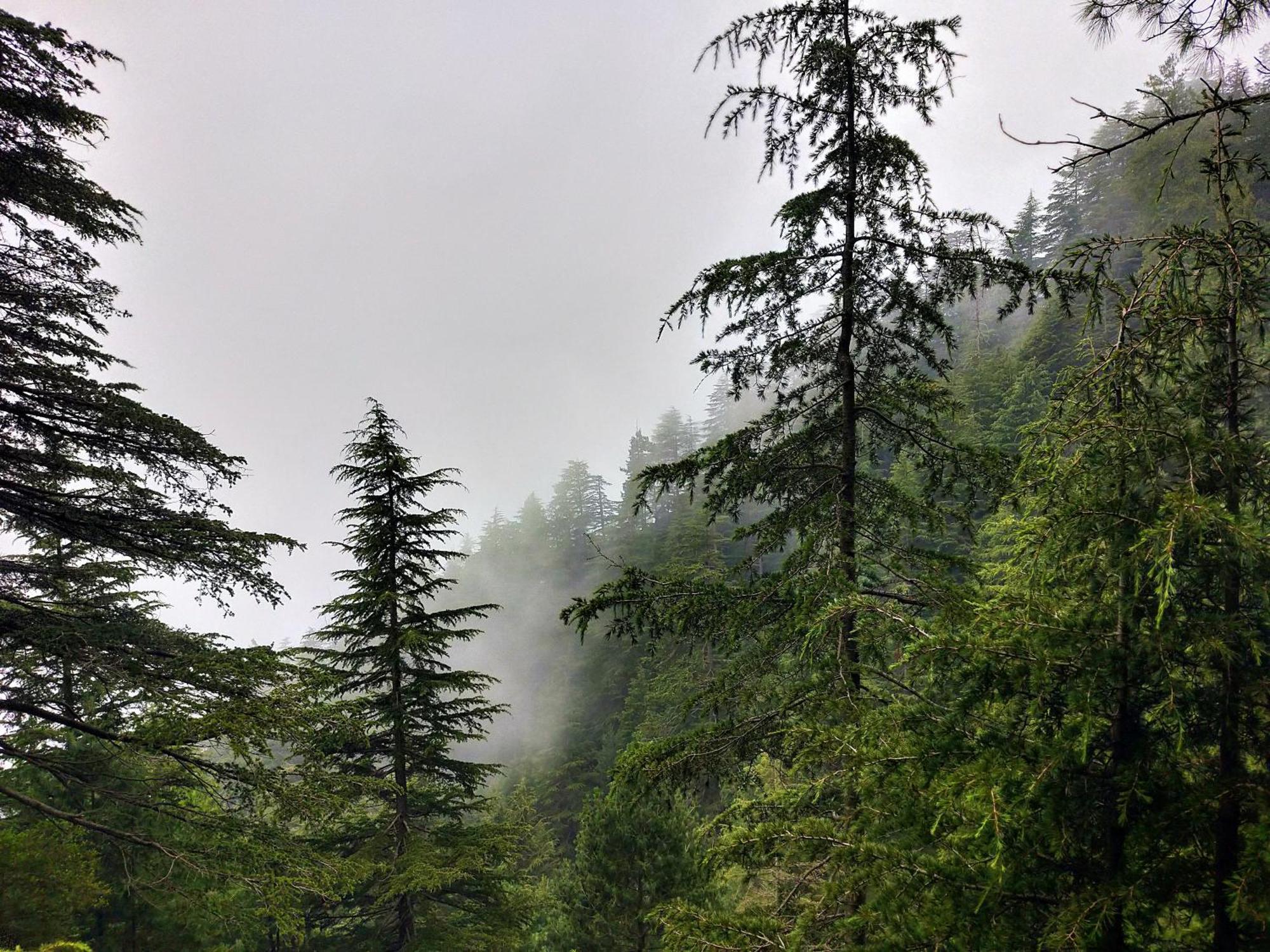Neha Homestay Shimla Bagian luar foto
