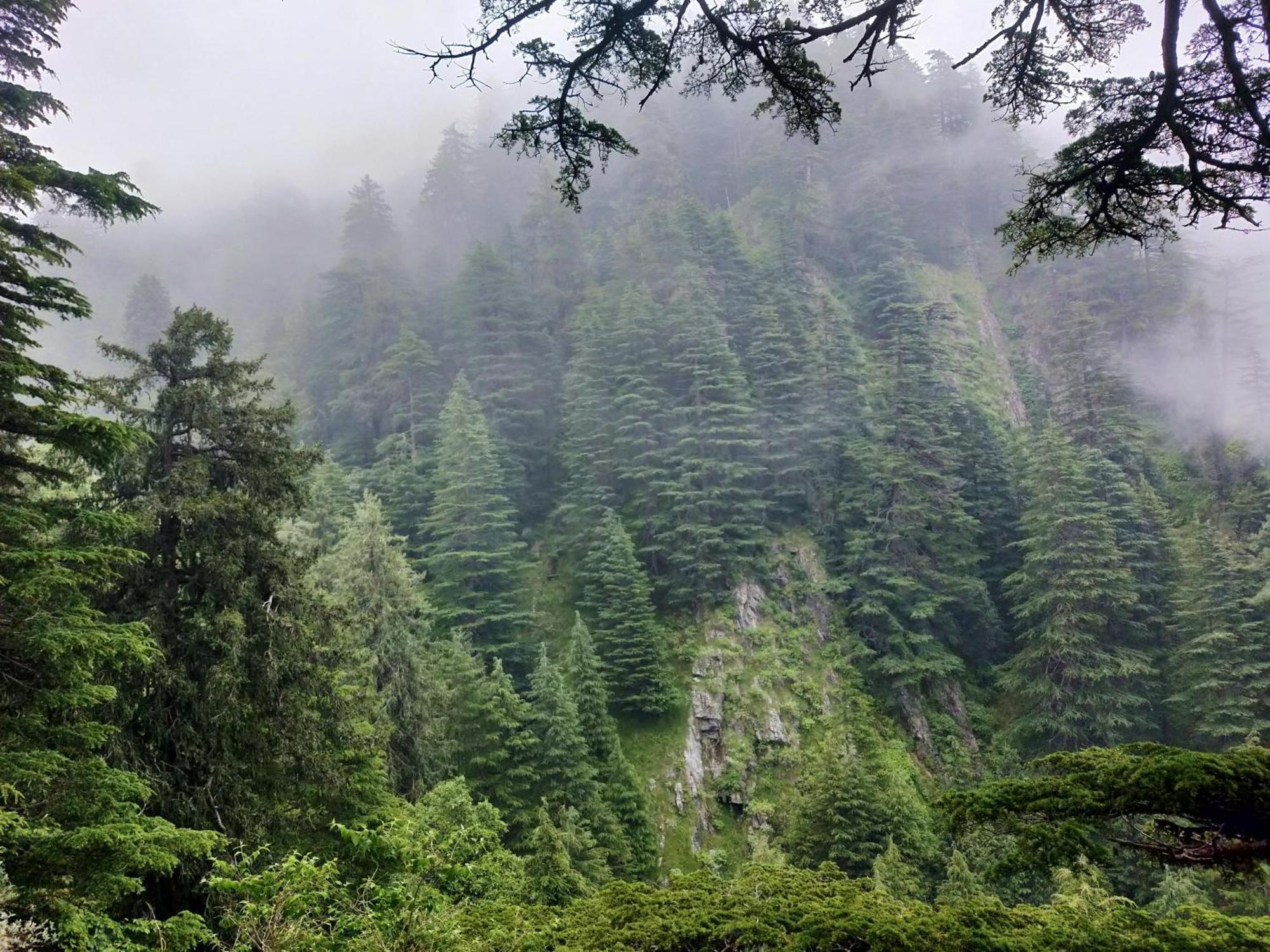 Neha Homestay Shimla Bagian luar foto