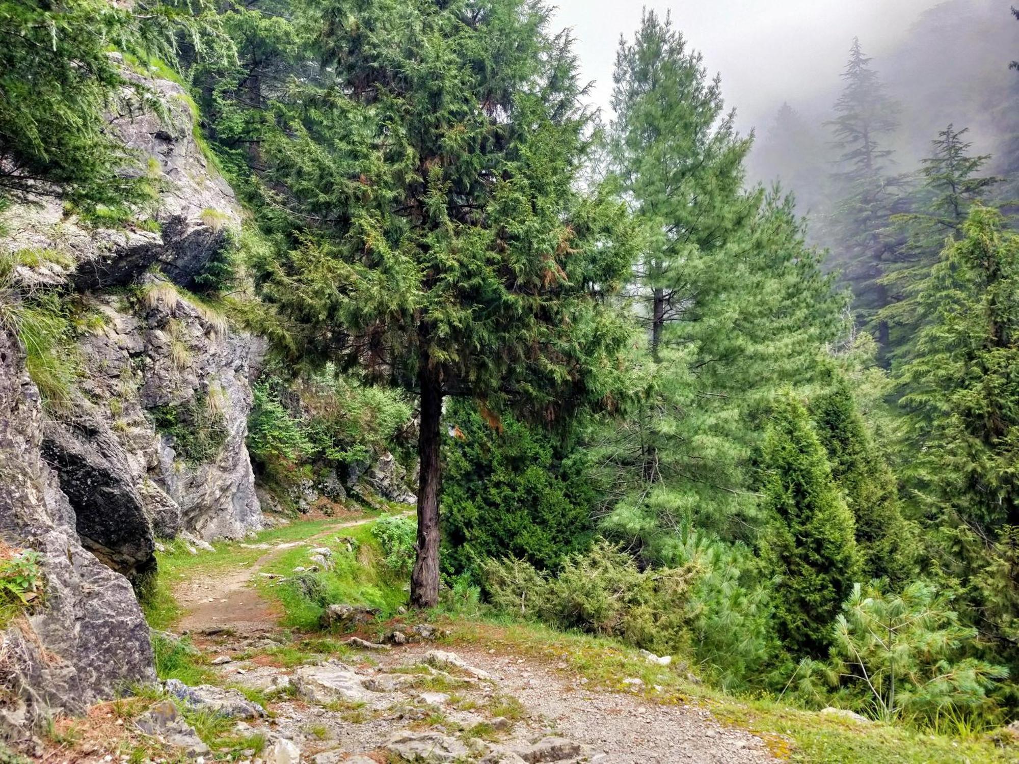 Neha Homestay Shimla Bagian luar foto